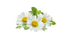 Bisabolol Wirkstoff