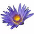 Blauer Lotus Öl Wirkstoff