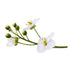 Crambe Phytosterol Abyssinien Öl Wirkstoff