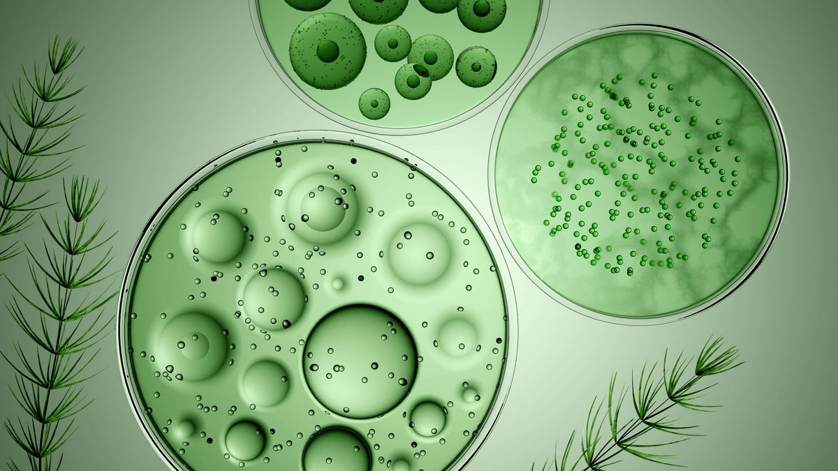 Chlorophyllwasser-Mythos: 56 Mio. TikTok-Videos vs. Studienlage