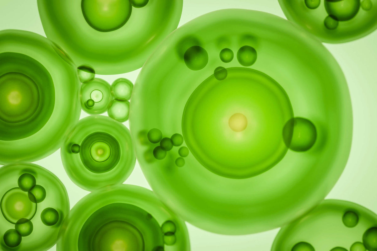 Phytosphingosine und Sphingolipide als Ceramid-Alternative: Bioverfügbarkeit und Barrierewirkung