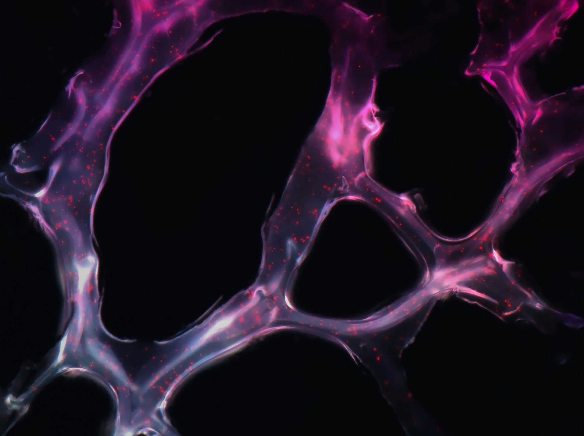 Exosomen-Therapie — Was die Zellbiologie über nanoskalige Hautkommunikation lehrt