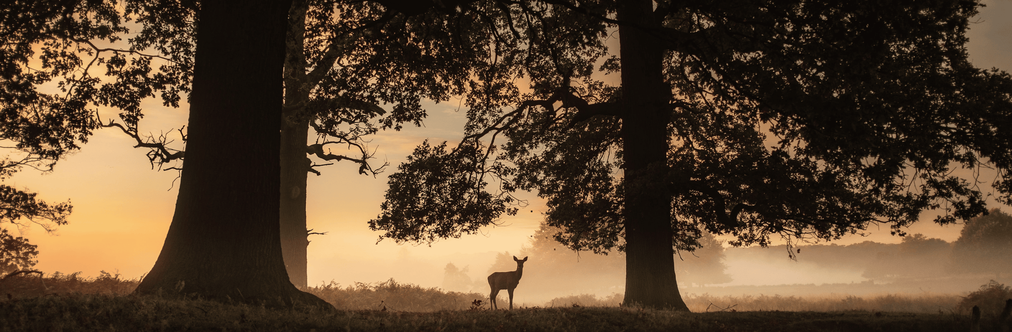 Sunrise Collection Banner