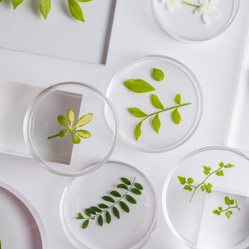 Plants in a lab on white surface