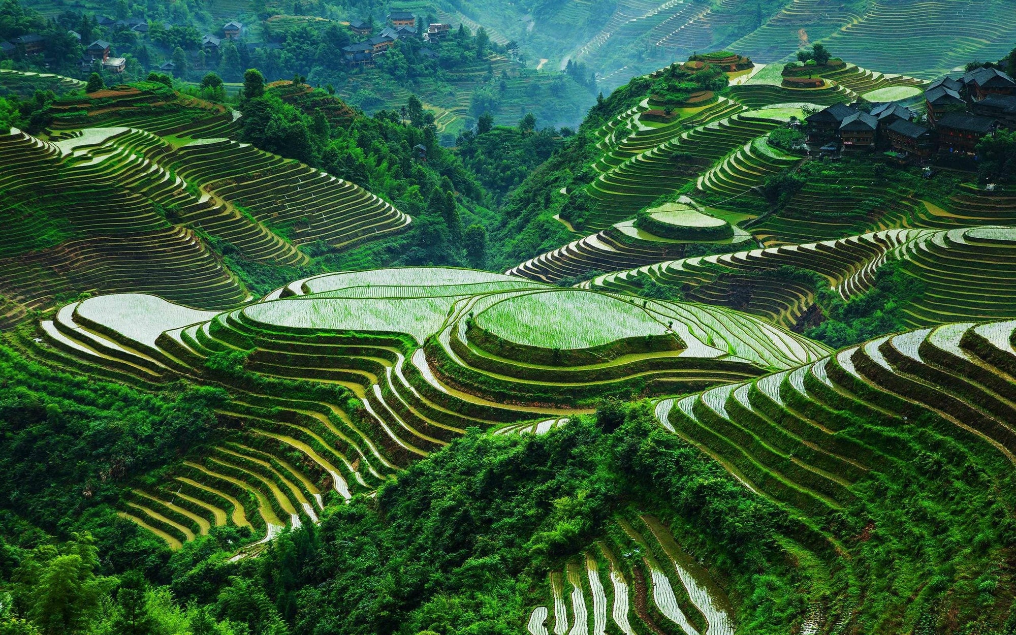 Green asian rice fields